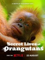 Secret Lives of Orangutans (2024)